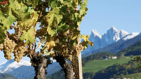 Cantina Valle Isarco - Mountain Wines from Alto Adige