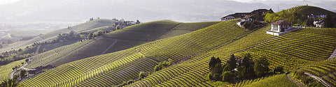 BAROLO & BARBARESCO