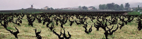 Beaujolais