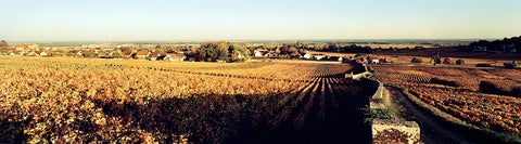 Red Burgundy