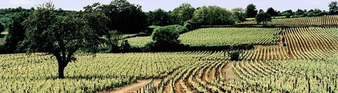 White Burgundy