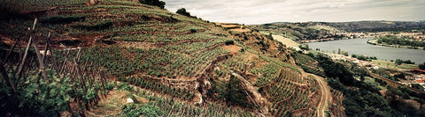 Condrieu