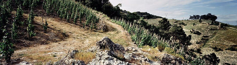 Cornas