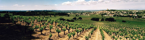 Rhône Wines