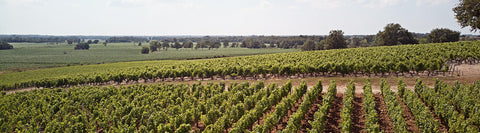 En Primeur Bordeaux 2019