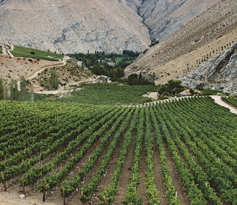 Organic Wine