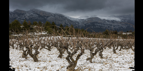 Bideona Rioja - The Kiwi Connection