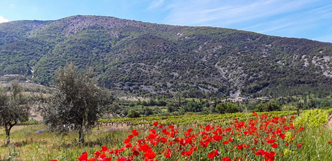 Domaine Saint-Damien