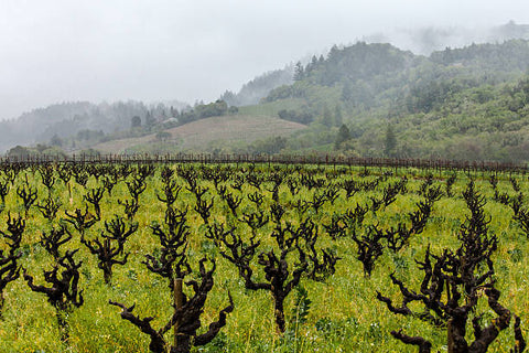 Gnarly Head Wines