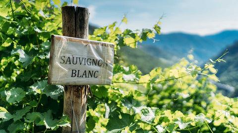 SAUVIGNON BLANC